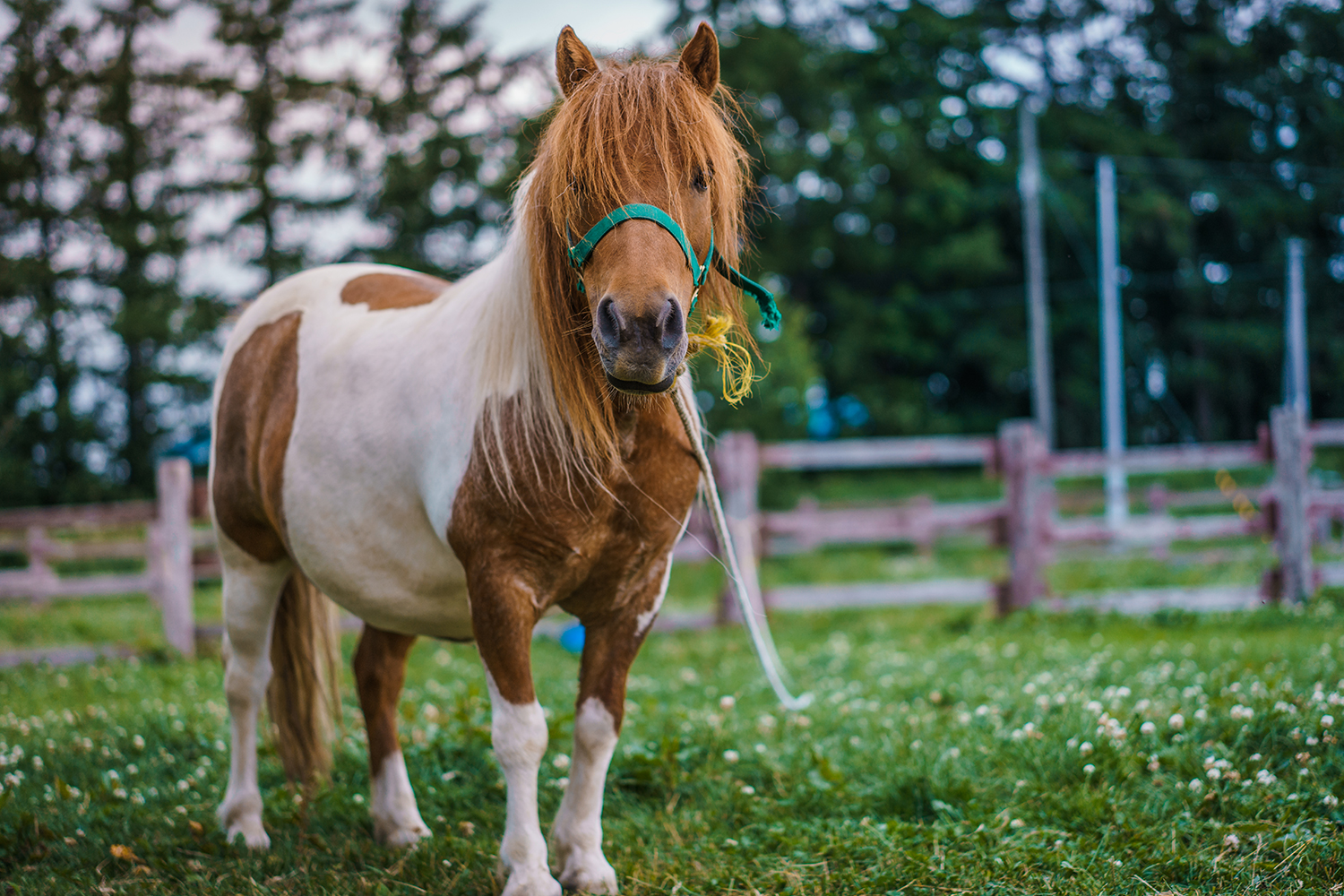 Brown and white pony grazing in a green field bordered by a wooden fence with evergreen trees in the background